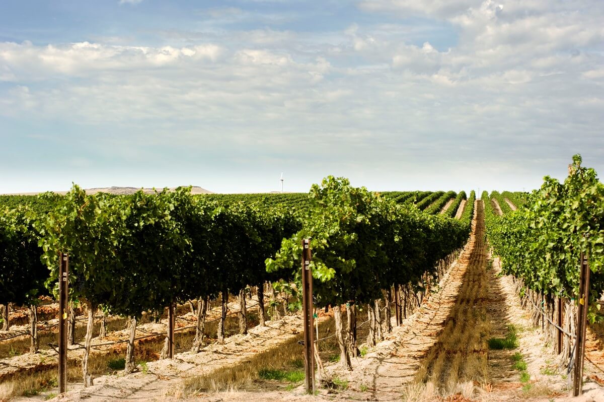 Rows of grape vines in a field