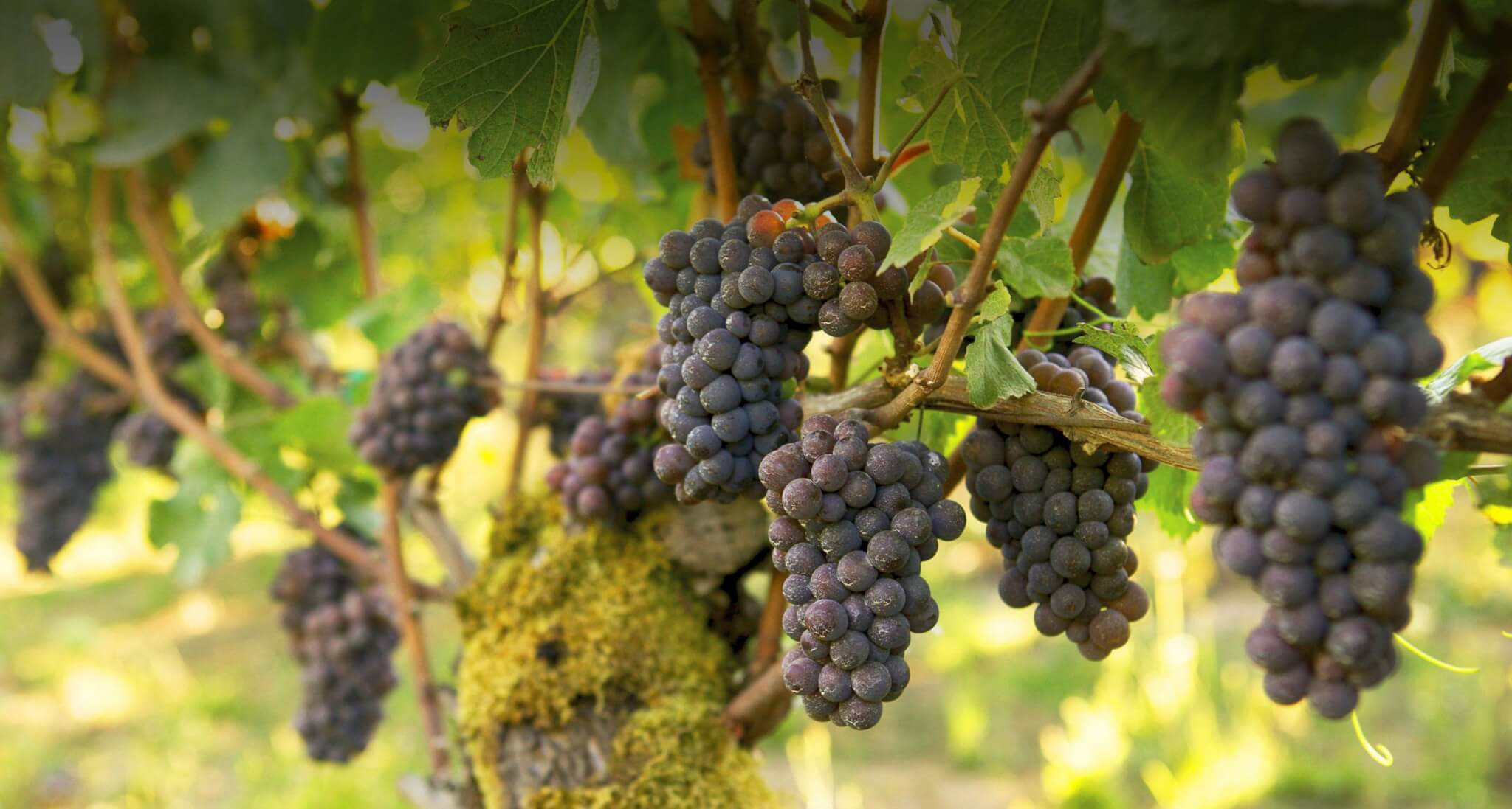 Purple grapes on a vine