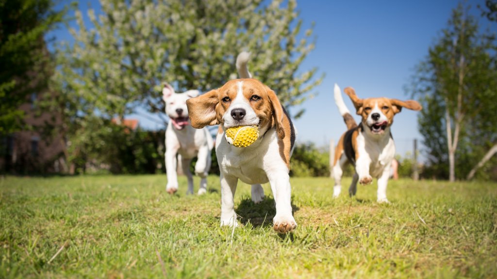 Dog-Friendly Parks in Nampa
