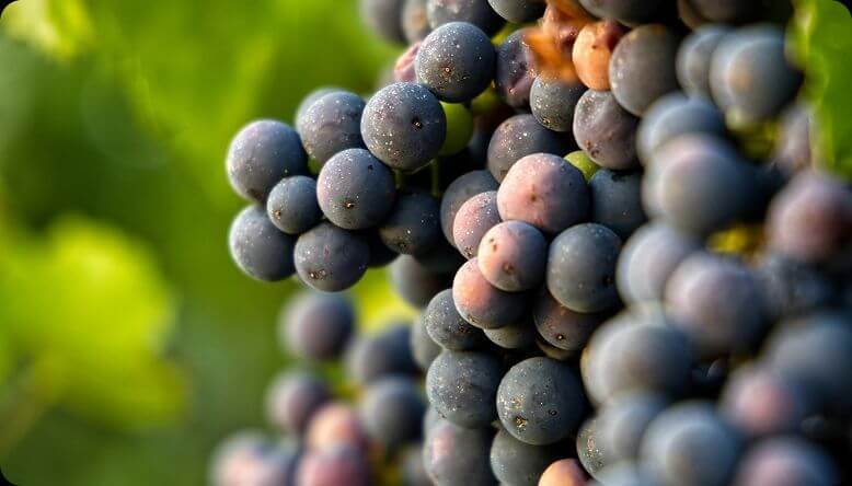 Cuesta Sol Vineyards