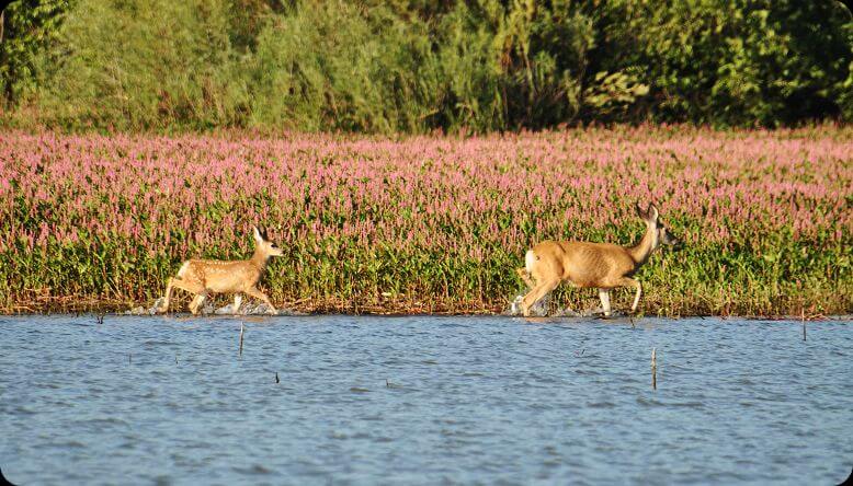 Deer Flat National Wildlife Refuge
