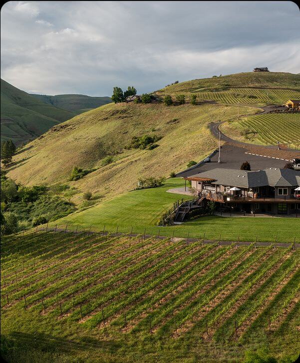 A house with a vineyard in front.