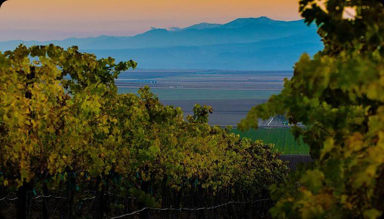Wilson Springs Ponds